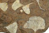 Eleven Fossil Ginkgo Leaves From North Dakota - Paleocene #262661-2